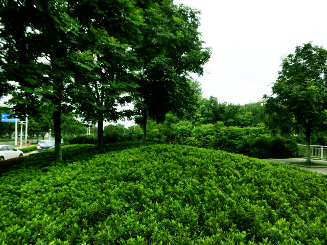 南京屋顶花园,南京立体绿化,南京园林绿化,南京园林工程,南京园林绿化施工